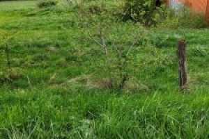 IMG_20240409_091831