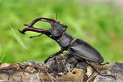 30 07 25 insectes 250