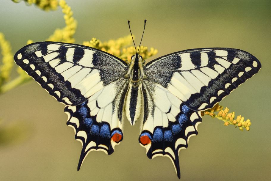 PAPILLON